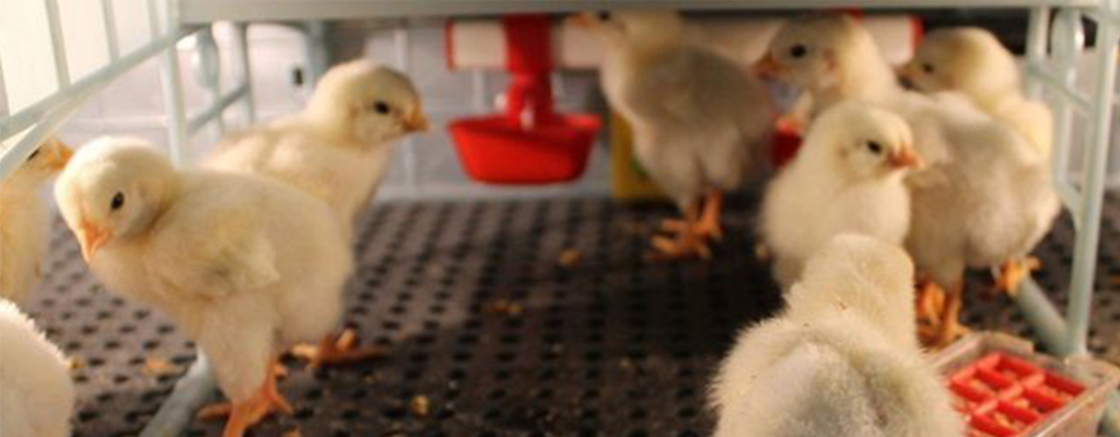 Umela kvocka odchovna kurciat cimuka